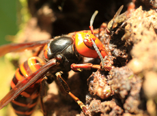 N-VA Kortemark wil strijd aanbinden met Aziatische hoornaar